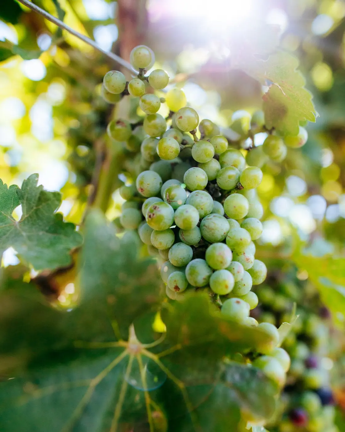 Alexandria Nicole Cellars — Pacific Pine Media