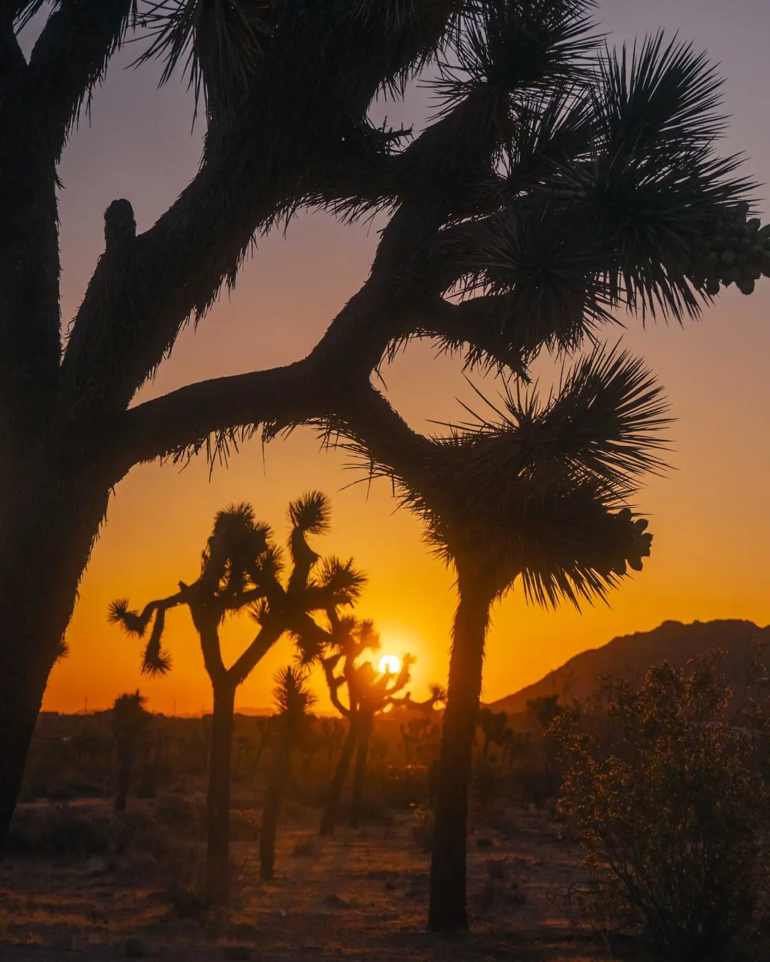 Cohost Company — Pacific Pine Media